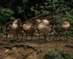 flock av vita fåglar foto