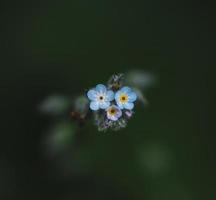 blå och vit blomma