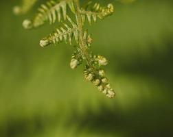 grön trädgård fern foto