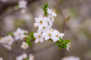 vita blommor under dagen foto