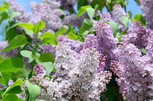 grenar av lila lila och grön löv. blomning gren av lila foto