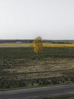 ensamt träd i ett fält foto
