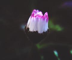 vit och rosa petaled blomma innan blomningen foto