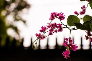 gren med rosa blommor foto