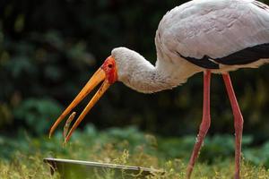 gul fakturerad stork foto