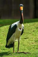 sadeln faktureras stork foto