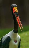 sadeln faktureras stork foto