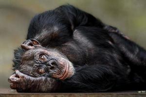 porträtt av schimpans foto