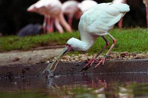 porträtt av afrikansk spoonbill foto