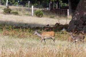 vild japansk sika rådjur hind, livmoderhalsen nippon, och bebis vandrande i dorset foto