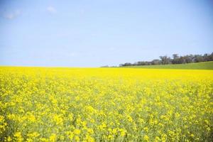 raps blomma fält i walla Walla, Australien. foto