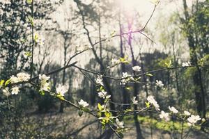 vita körsbärsblommor på gren foto