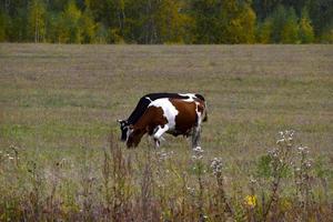 brun mejeri kor i en skön höst fält. bruka mejeri kor på bete. foto