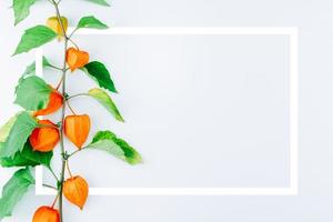 orange blomma av physalis alkekengi med ram foto