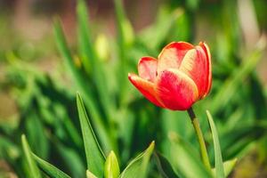 tulpan blomma stänga upp. delikat knopp foto