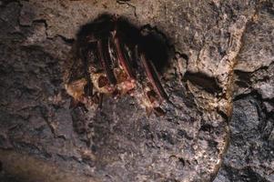 en grupp av brun fladdermöss sover på de tak av en sten grotta. vild liten fladdermöss av de norr kaukasus foto