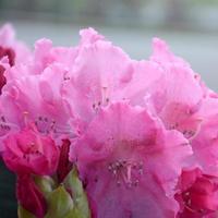 en stor buske blomning rosa rhododendron i botanisk trädgård foto