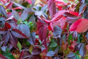 färgrik löv av vild vindruvor i höst foto