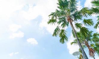 palmträd med blå himmel foto