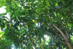 skuggig mango träd med grön löv foto