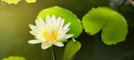 solljus lyser på de skön lotus blommor. vit lotus var blomning med gul ståndare på de yta av de damm. foto