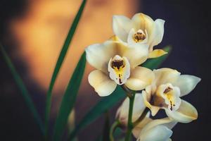 vita och gula orkidéblommor foto