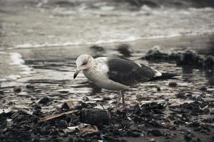 vit och grå fågel på stranden foto