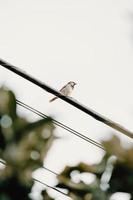 en sparv fågel över en elektrisk tråd