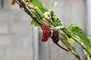 kreativ layout av tar röd spegel frukt träd närbild med naturlig grön blad bakgrund textur foto