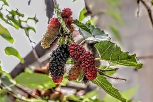 kreativ layout av tar röd spegel frukt träd närbild med naturlig grön blad bakgrund textur foto