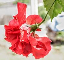 de röd sko blomma växer färsk, skön, blooms med en naturlig grön blad bakgrund textur foto