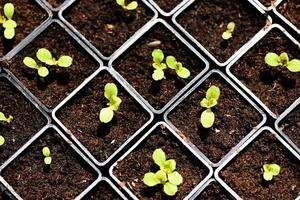 plantering grönsaker sallad blad på jord i pott i de trädgård - grön ung växt växande trädgårdsarbete plantage lantbruk begrepp foto