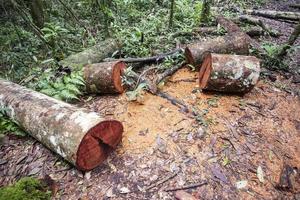 avskogning miljö- problem med motorsåg i verkan skärande trä - logga fick syn på trä- loggar träd i de regn skog natur foto