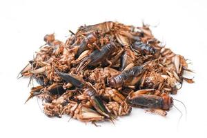 cricket insekt isolerat på vit bakgrund, cricket insekt relaterad till de gräshoppor för mat i asiatisk foto