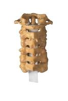 artificiell mänsklig cervikal ryggradsmodell foto