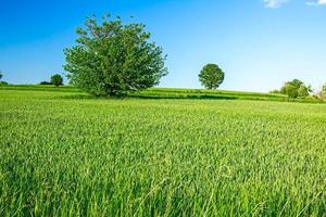 grönt korn i kuperat landskap foto