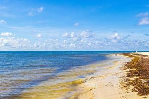 tropisk mexikansk strand vatten tång sargazo playa del carmen Mexiko. foto