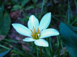 de vit blomma är tagen i en detaljerad placera med en naturlig grön blad bakgrund textur foto