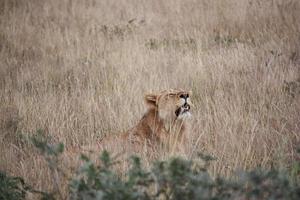 lejon i det gyllene gräset i etosha national park namibia