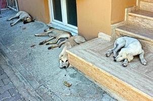 hundar sover på gatan foto