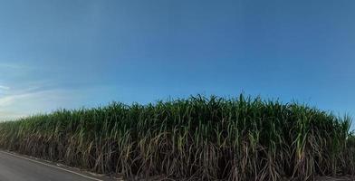 sockerrör fält och blå himmel foto