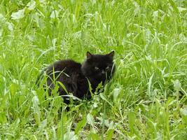 svart katt gömmer sig i det gröna gräset.
