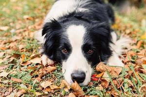 rolig valp hund gräns collie liggande ner på torr falla blad i parkera utomhus. hund sniffa höst löv på promenad. Hej höst kall väder begrepp. foto