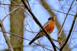 amerikan robin uppflugen på bar träd grenar i vinter- foto