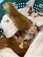 en ny född kattunge vilar lugnt lurade i en rosa filt. foto