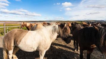 besättning av isländsk hästar på inhägna i september foto