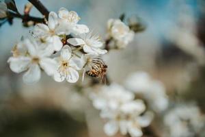 bi på vit körsbärsblomning foto