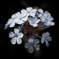 vit blomma i brunt glas foto
