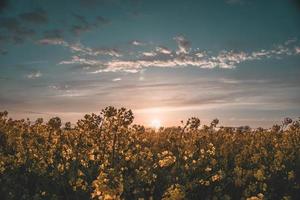 gult blommafält vid solnedgången foto