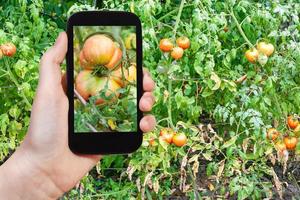 stor tomat i trädgård efter regn på smartphone foto